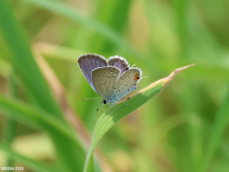 Eastern-tailed-Blue-AC