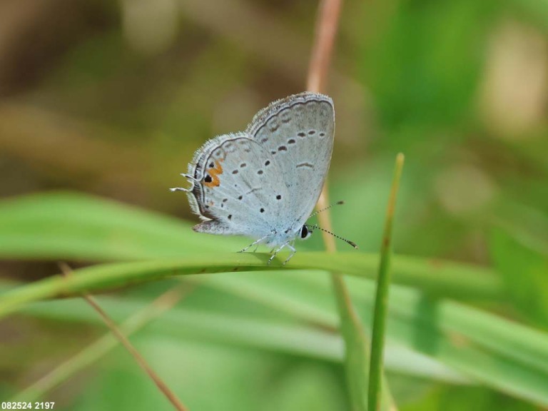 Eastern-tailed-Blue-AD