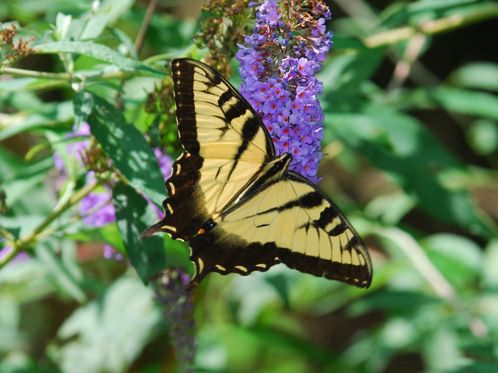 Eastern-Tiger-Swallowtail-AA