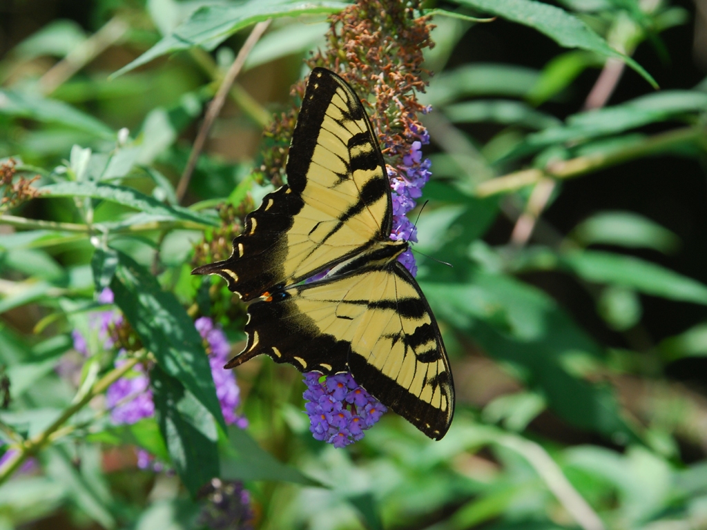 Eastern-Tiger-Swallowtail-AB