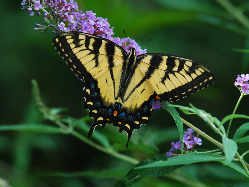 Eastern-Tiger-Swallowtail-AC