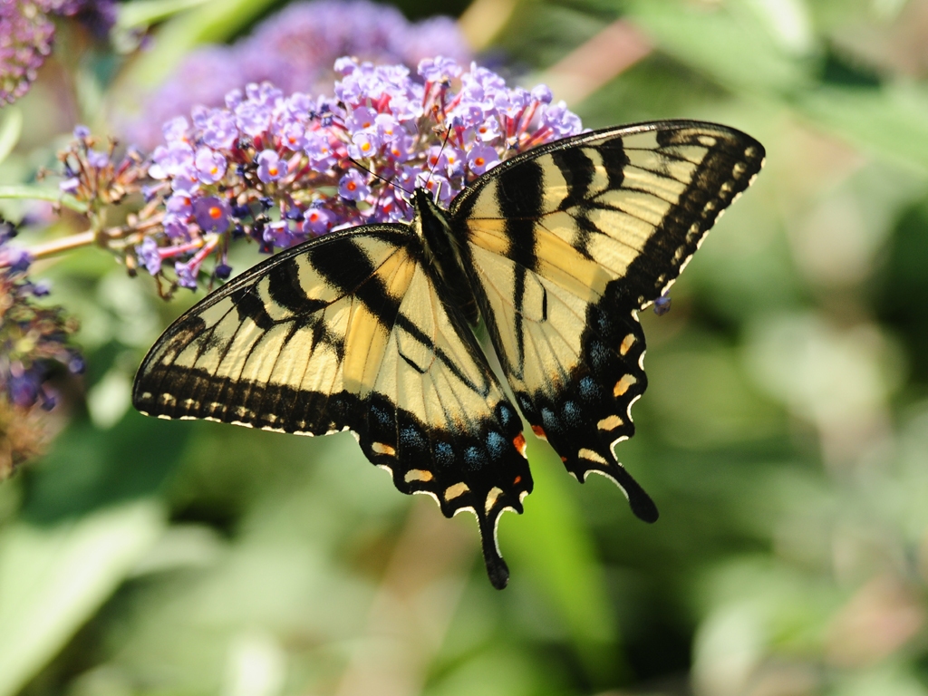 Eastern-Tiger-Swallowtail-AD