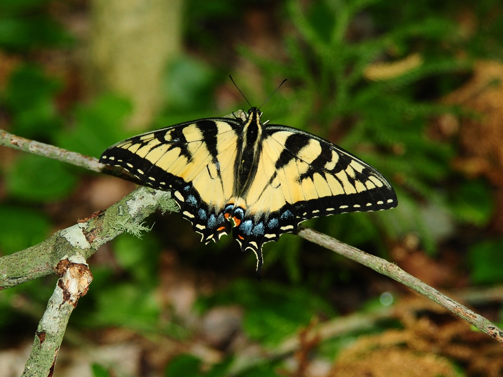 Eastern-Tiger-Swallowtail-AE