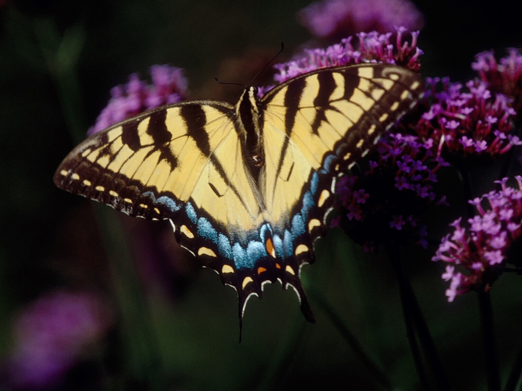 Eastern-Tiger-Swallowtail-AF