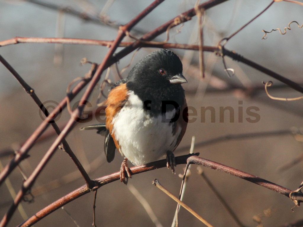 EATO-AA_Eastern-Towhee