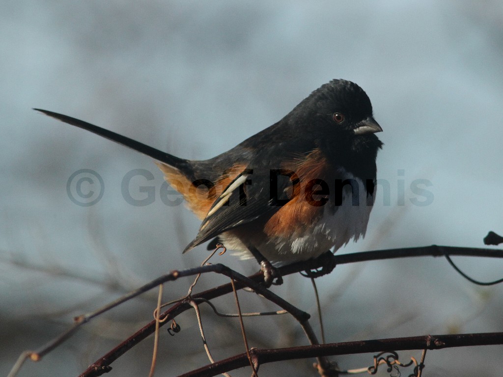 EATO-AB_Eastern-Towhee