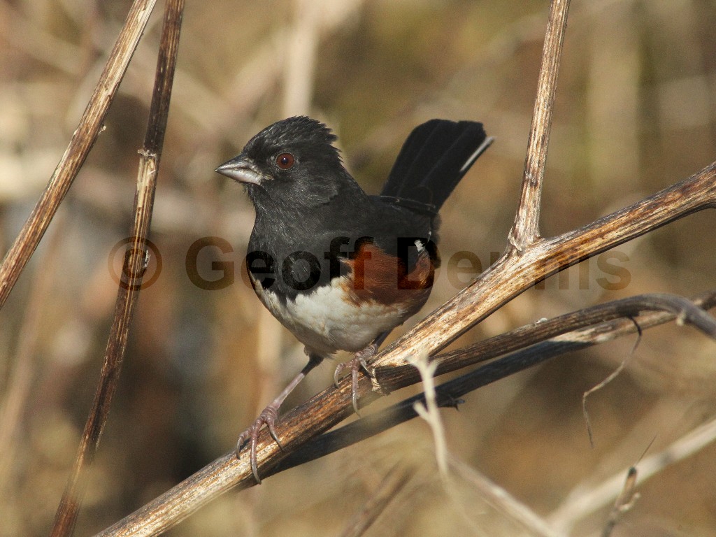 EATO-AC_Eastern-Towhee