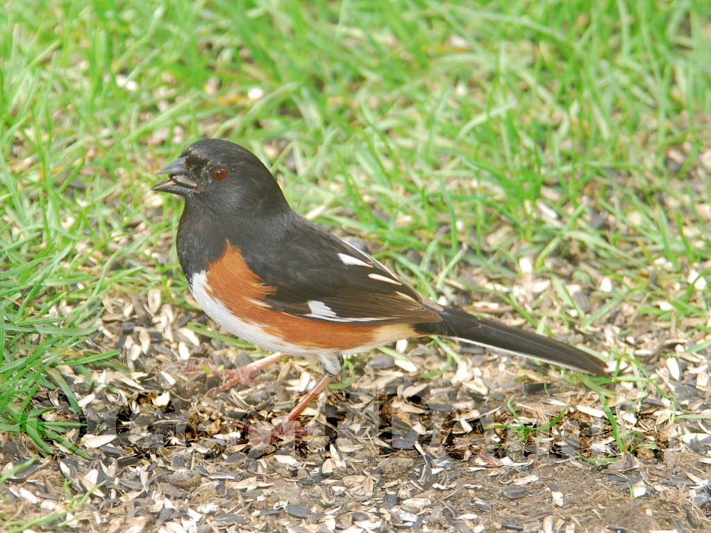 EATO-AD_Eastern-Towhee