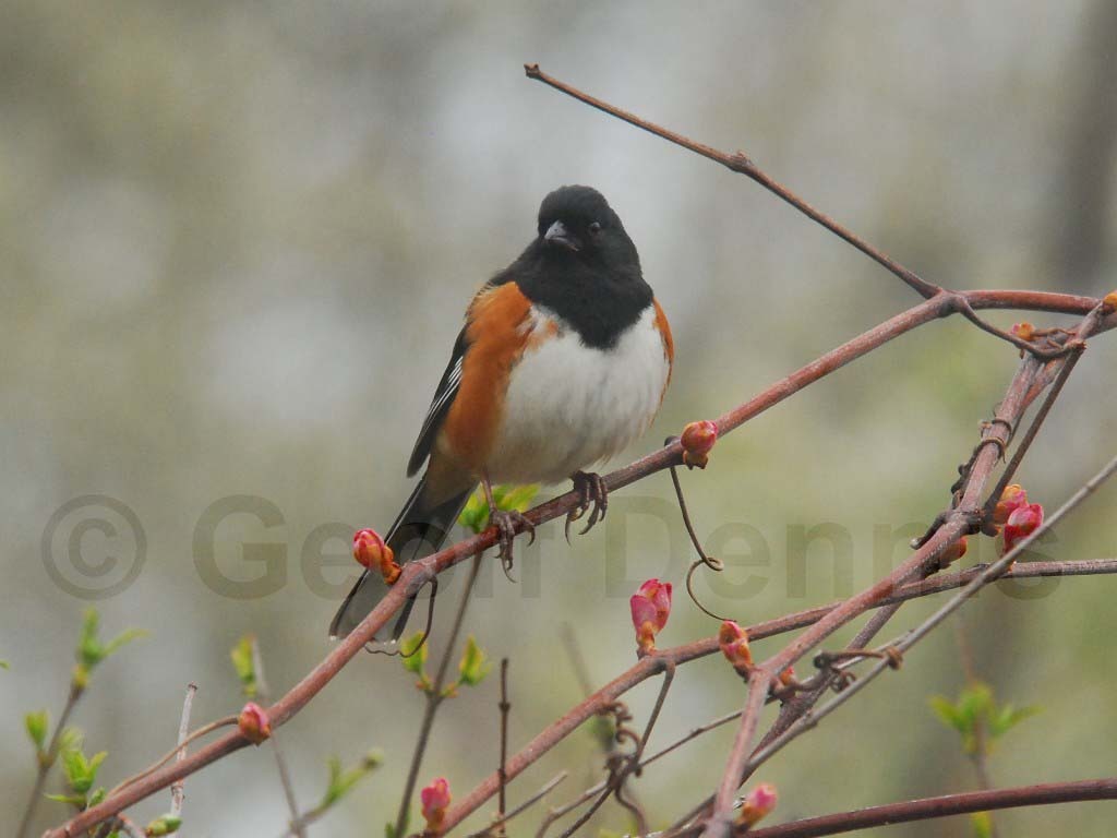 EATO-AE_Eastern-Towhee