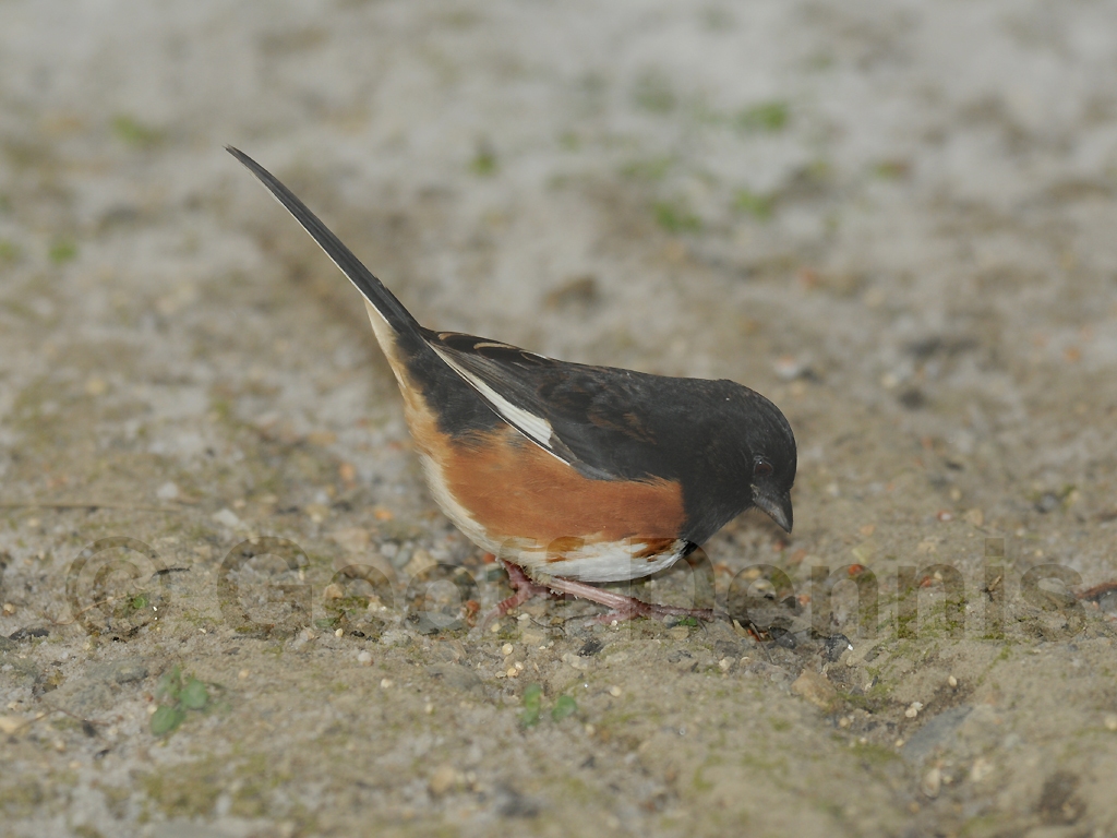EATO-AF_Eastern-Towhee