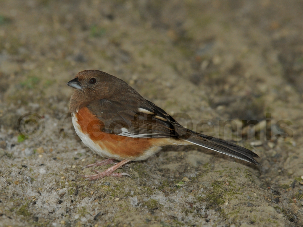 EATO-AG_Eastern-Towhee