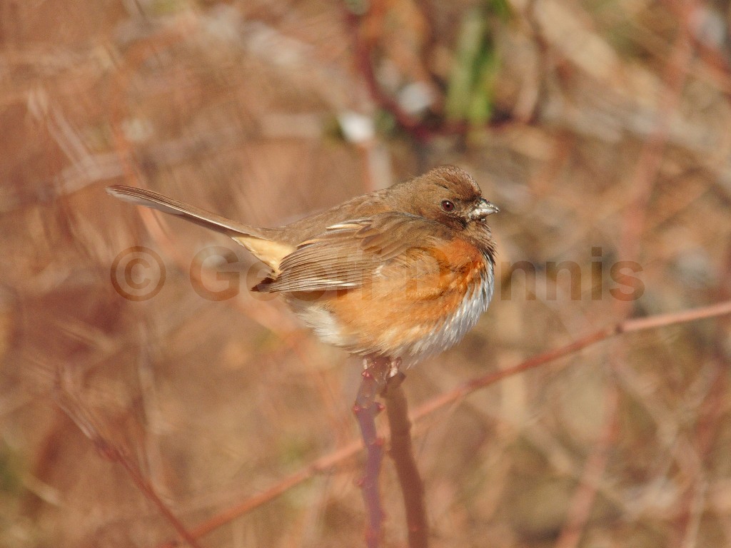 EATO-AH_Eastern-Towhee
