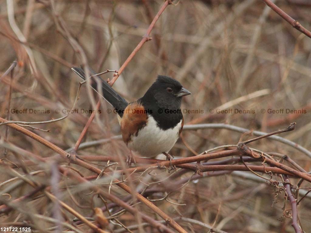 EATO-AI_Eastern-Towhee