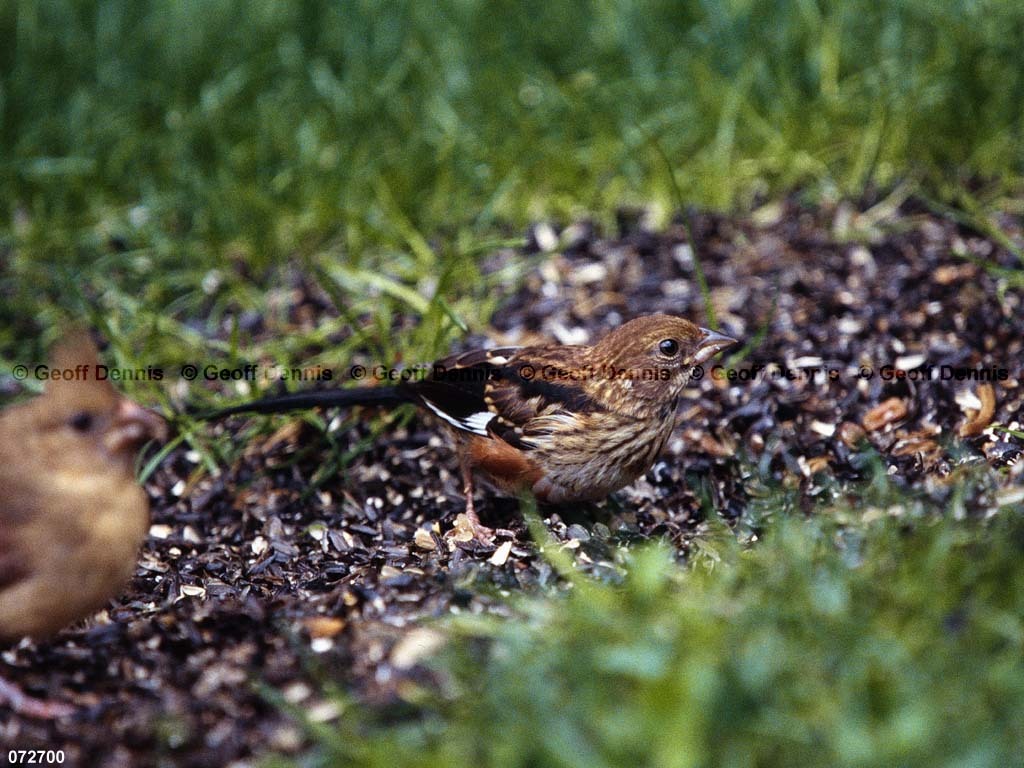 EATO-AJ_Eastern-Towhee