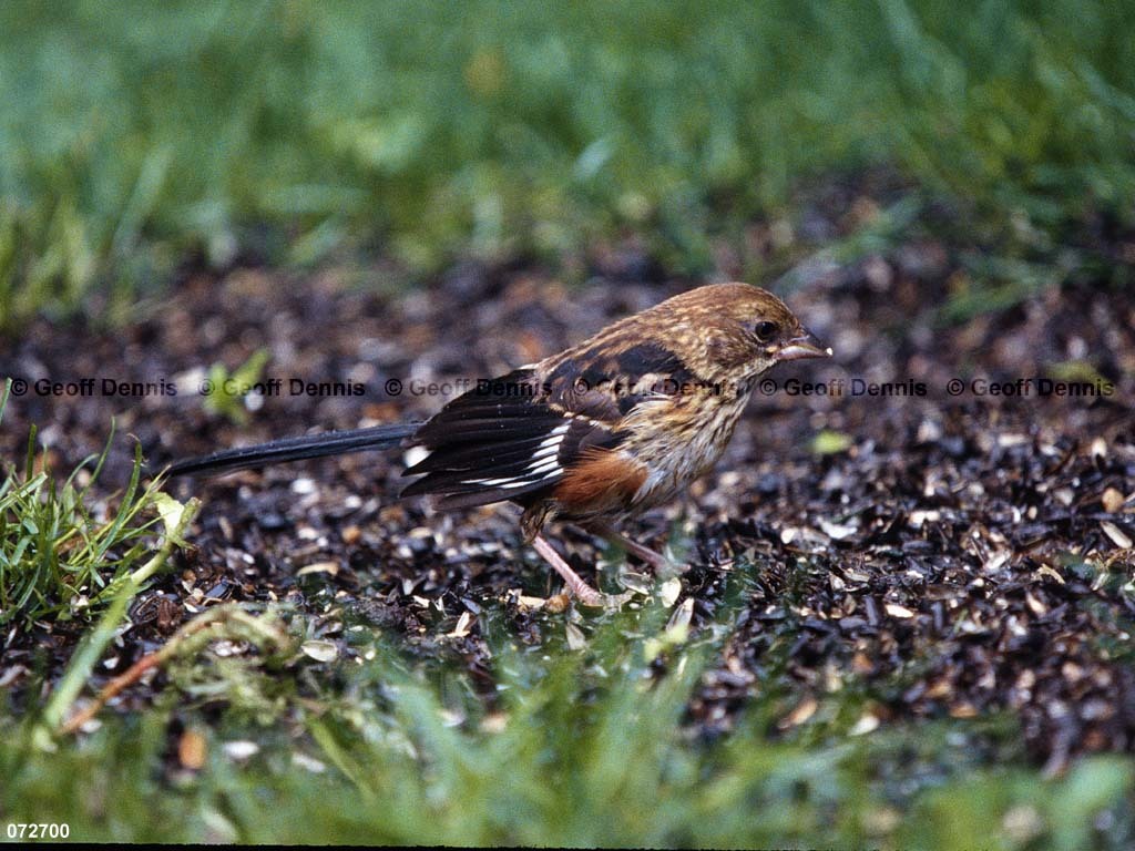 EATO-AK_Eastern-Towhee