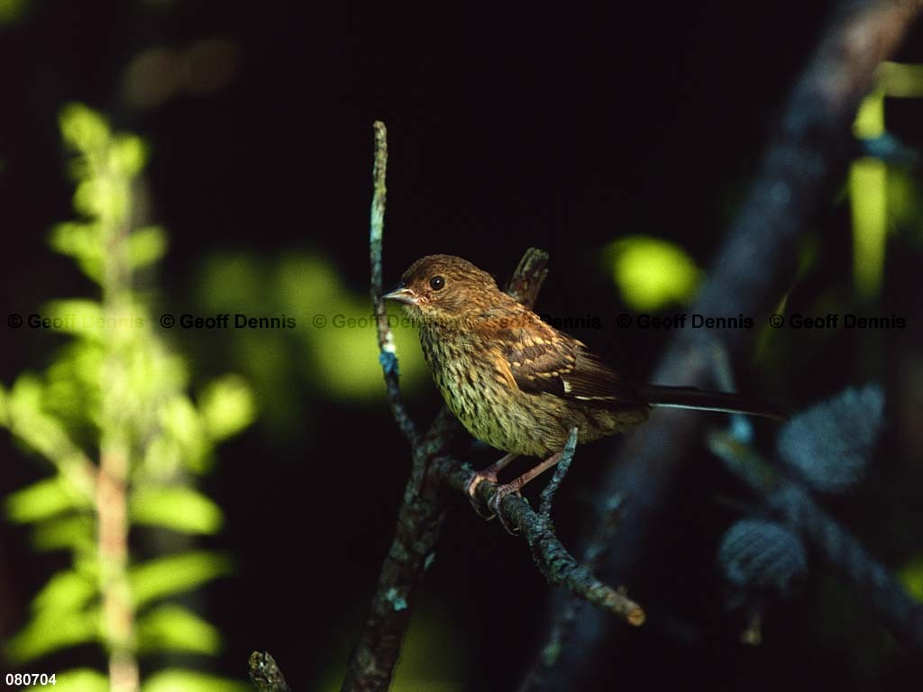 EATO-AL_Eastern-Towhee