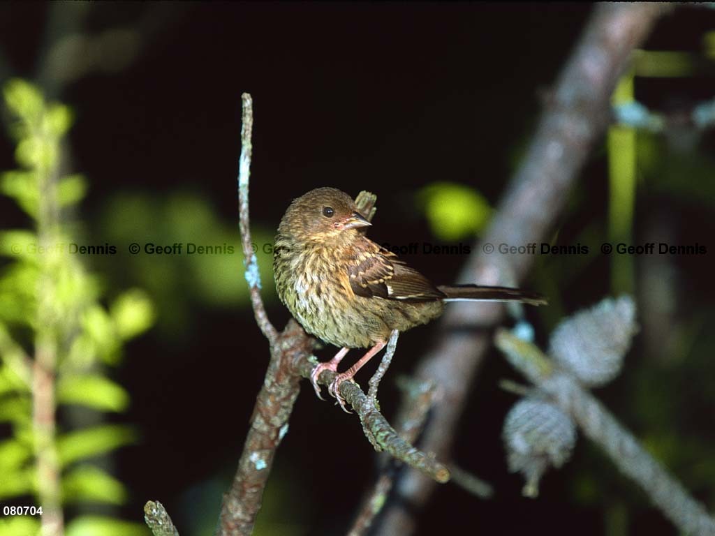EATO-AM_Eastern-Towhee