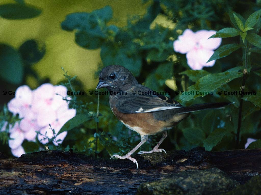 EATO-AN_Eastern-Towhee