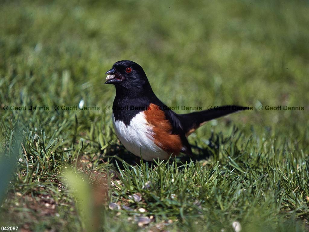 EATO-AO_Eastern-Towhee