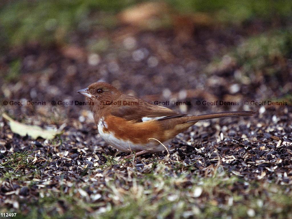 EATO-AP_Eastern-Towhee