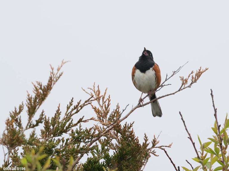 EATO-AQ_Eastern-Towhee