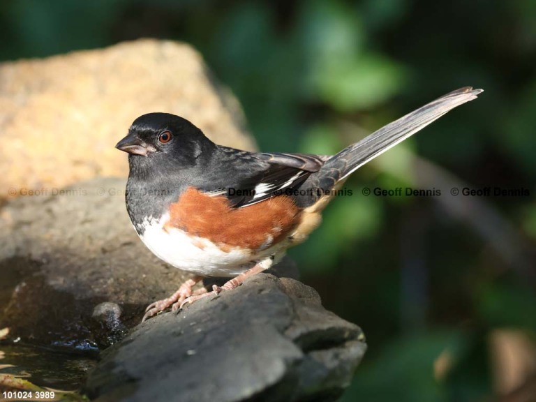 EATO-AR_Eastern-Towhee