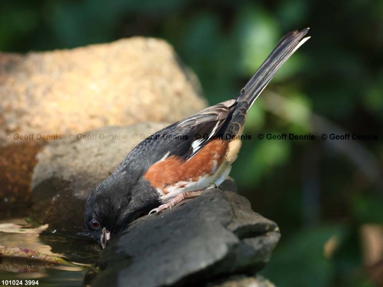 EATO-AS_Eastern-Towhee