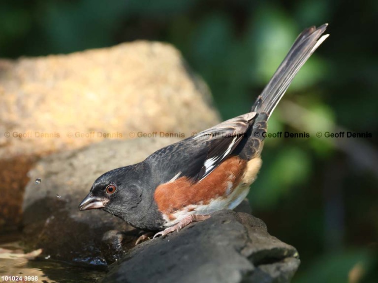 EATO-AT_Eastern-Towhee