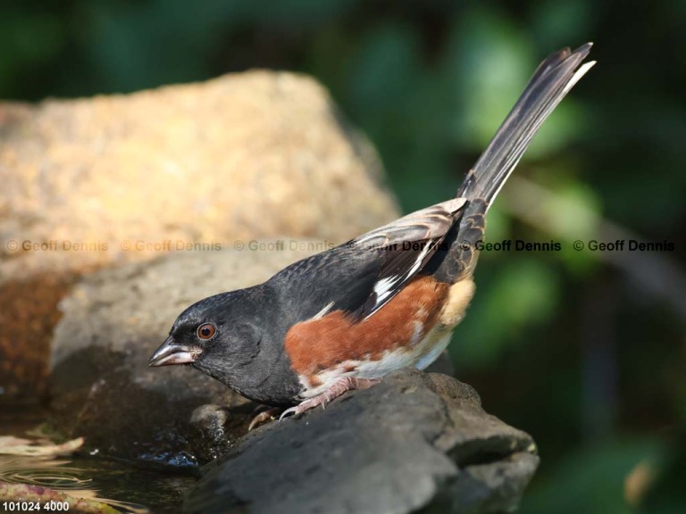 EATO-AU_Eastern-Towhee