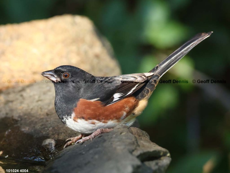 EATO-AV_Eastern-Towhee