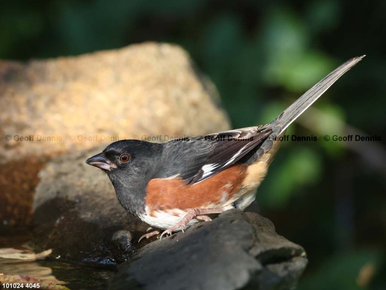 EATO-AW_Eastern-Towhee