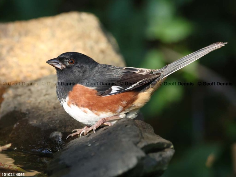 EATO-AX_Eastern-Towhee