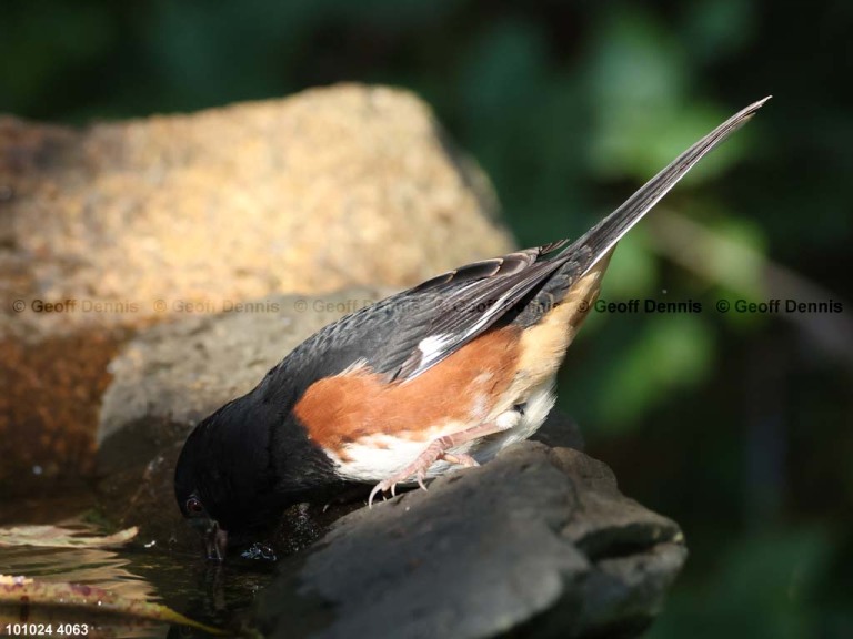 EATO-AY_Eastern-Towhee