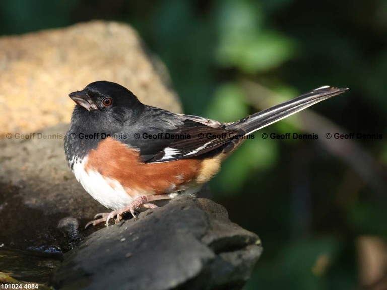 EATO-AZ_Eastern-Towhee