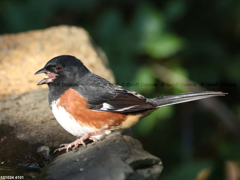 EATO-BA_Eastern-Towhee