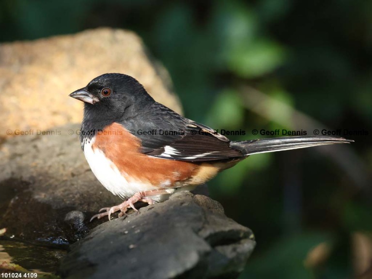 EATO-BB_Eastern-Towhee