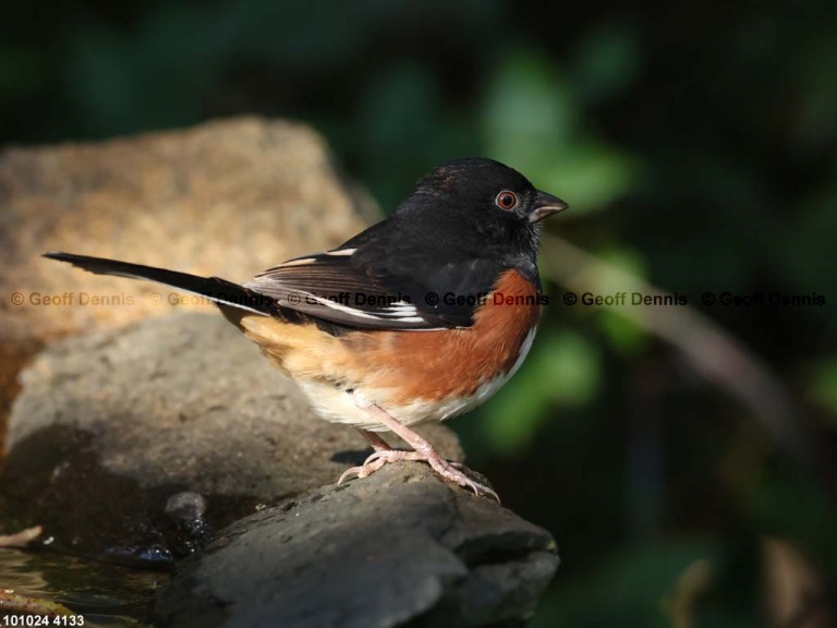 EATO-BC_Eastern-Towhee