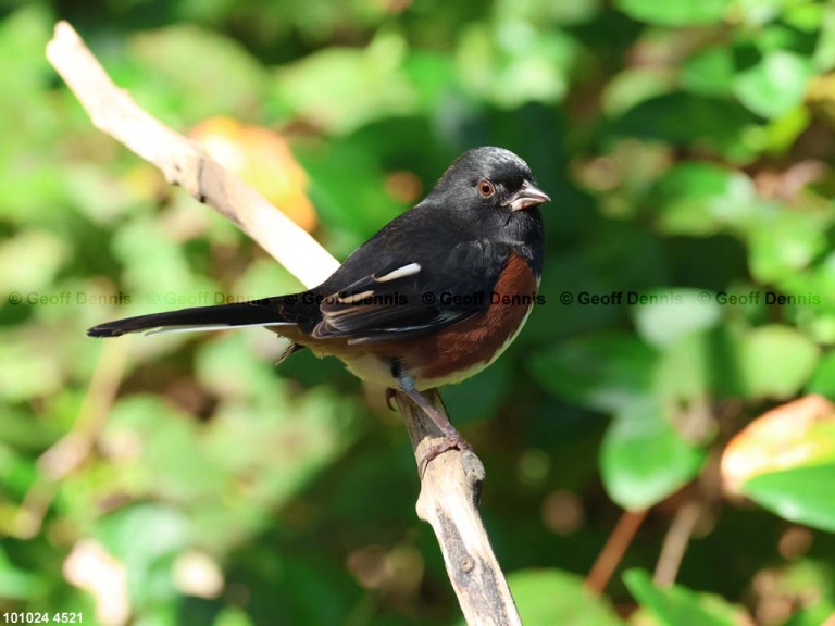 EATO-BD_Eastern-Towhee