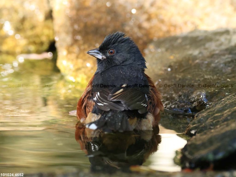 EATO-BE_Eastern-Towhee