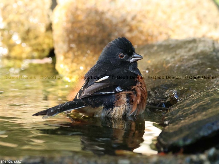 EATO-BF_Eastern-Towhee