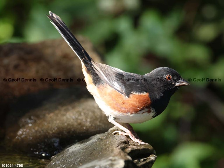 EATO-BG_Eastern-Towhee