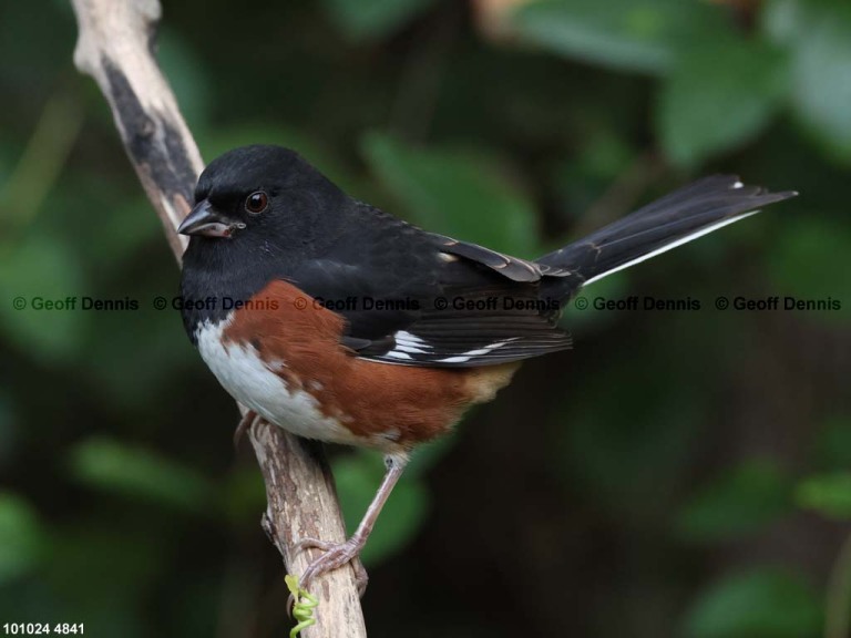 EATO-BH_Eastern-Towhee