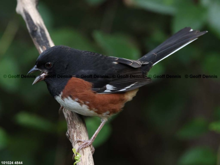 EATO-BI_Eastern-Towhee