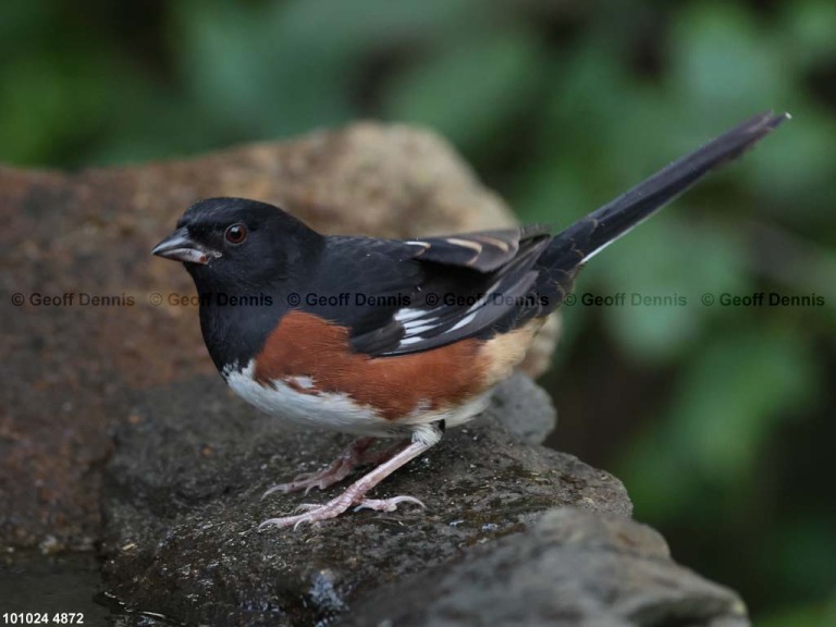 EATO-BJ_Eastern-Towhee