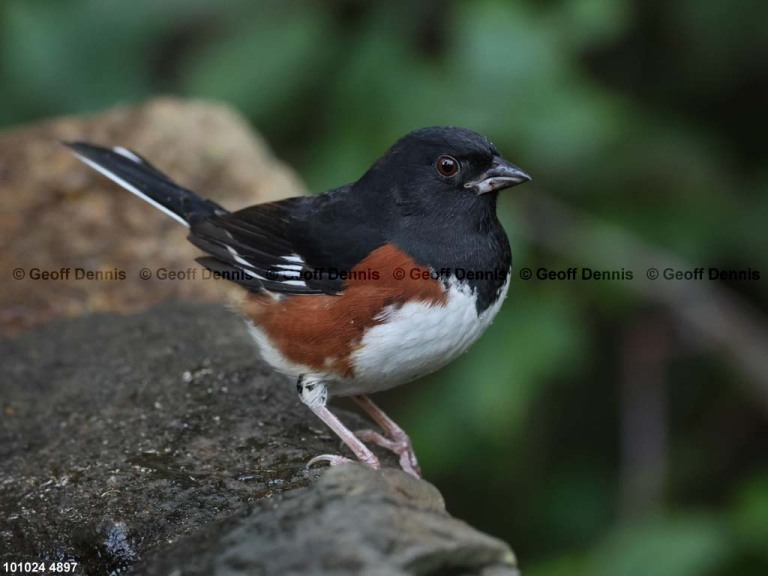 EATO-BK_Eastern-Towhee