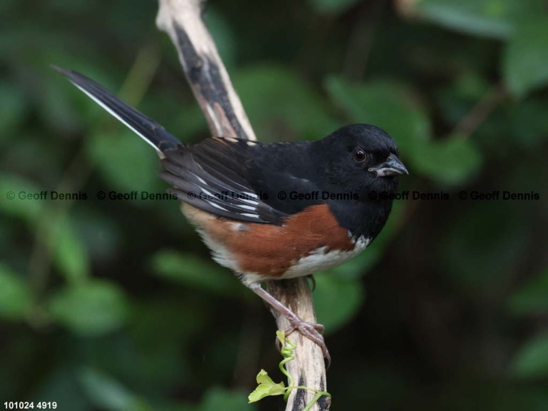 EATO-BL_Eastern-Towhee