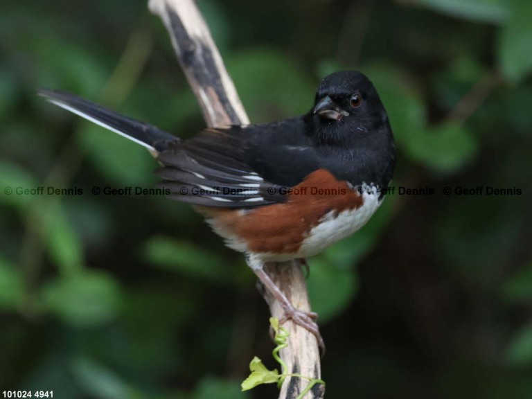 EATO-BM_Eastern-Towhee