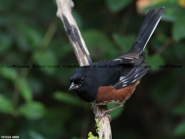 EATO-BN_Eastern-Towhee