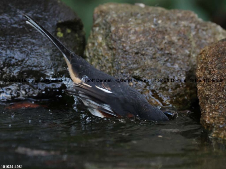 EATO-BO_Eastern-Towhee