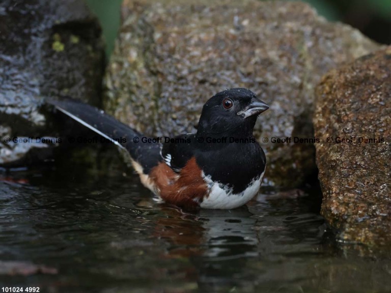 EATO-BP_Eastern-Towhee